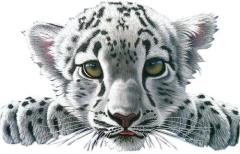 RAJZ White Tiger Baby