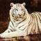 ron-kimball-white-tiger-sitting