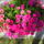 Sam_0233_1230178_1299_t