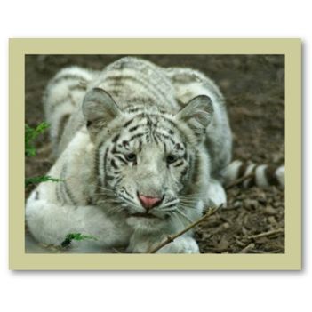 tiger_baby_poster-p228981634465259376tdcp_400