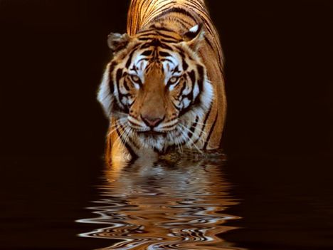 Tiger-_hatter