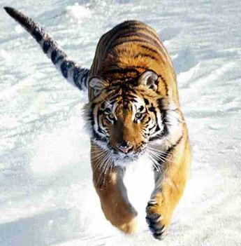 Tiger_running_in_snow