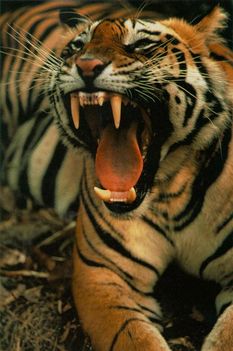 Tiger-Roaring-sta2