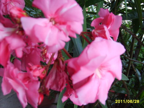 Virágaim 2