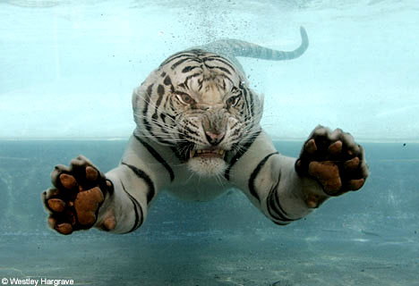white-tiger-swimming