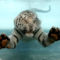 white-tiger-swimming