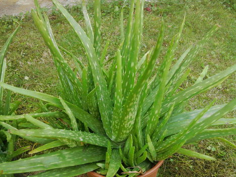 Aloe Vera