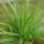 Aloe_vera_1241375_7011_t