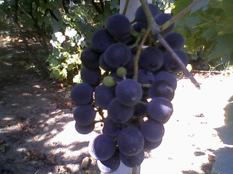 borfestő szőlő