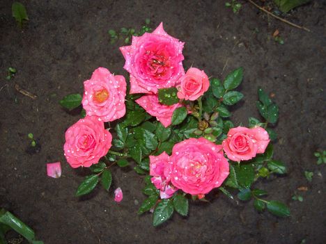 mini rózsabokor