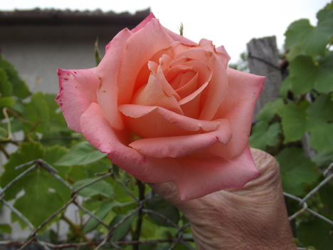 Rozikák Rózák Rozáliák az Isten éltessen az emberi élet legvégső határáig egészségben