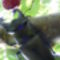 Szarvasbogár a cseresznye fán