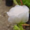 virág 043 Porcsinrózsa bimbósan