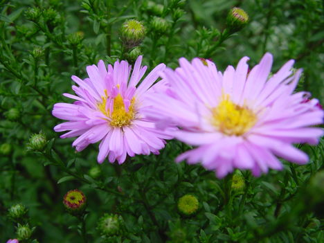 virág 061 Aster