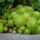 Virag_072_mini_korozsa_1242710_4751_t