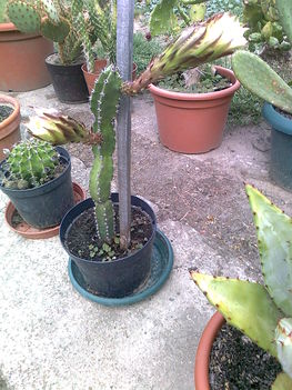 kaktuszaim 2