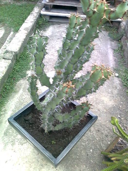 kaktuszaim 4