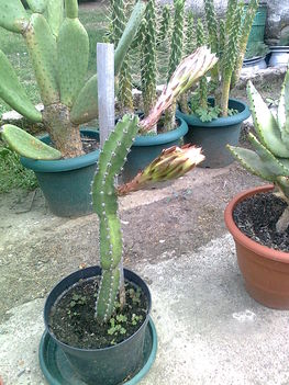 kaktuszaim 5