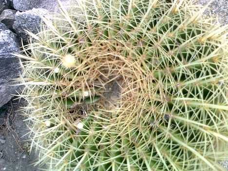 kaktuszaim 8