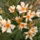 Mezedes_leander_1244495_6920_t