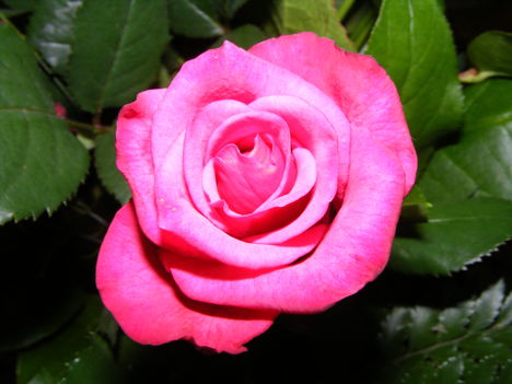 Egy rózsaszál