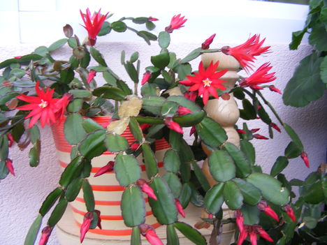 Kaktuszom