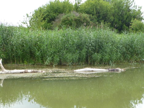 Dunakiliti, Hullámtéri vízpótlórendszer, Szigetparti-ág (8), 2011. július 15.-én