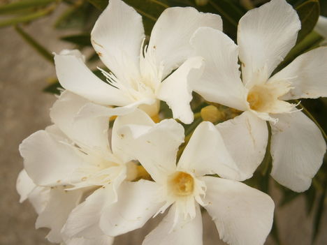 Fehér oleander