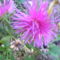 Őszirózsa körömvirág maggal