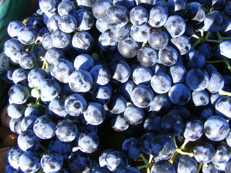 Otelló szőlő