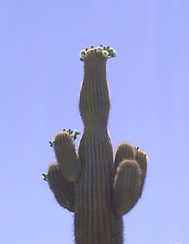 3 saguaro - camegia gigantea