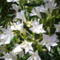 feher oleander viragok