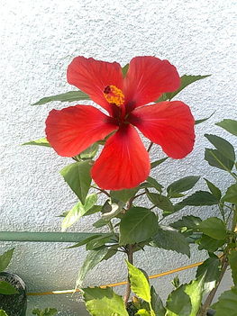 Kedvenc hibiszkuszom