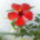 Kedvenc_hibiszkuszom_1249440_9544_t