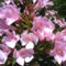 rozsaszin oleander virag