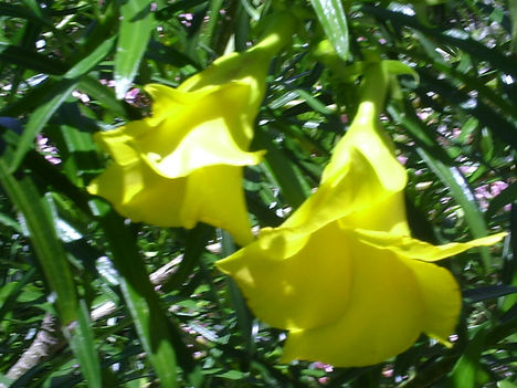 sarga oleander viragok