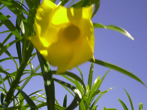 sarga oleander viragzas