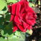 A bársonyos rózsa