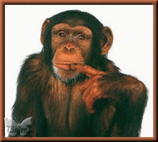 Csimpánz-gif