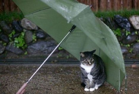 Esernyő !