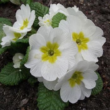 Fehér primula