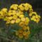 gilisztaűző varádics (Chrysanthemum vulgare) Puszta rét Mátra