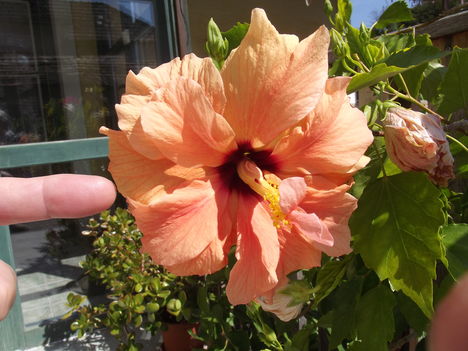 Hibiszkuszom