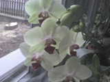  Orchidea 