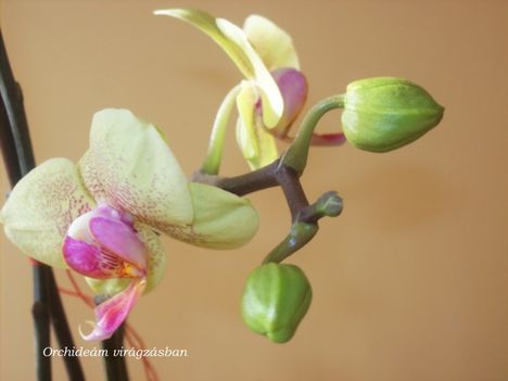 Orchideám nyílóban