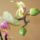 Orchideam_nyiloban_1024952_5364_t