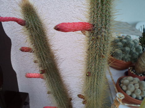 oszlop kaktusz csövecskéi
