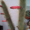 oszlop kaktusz csövecskéi