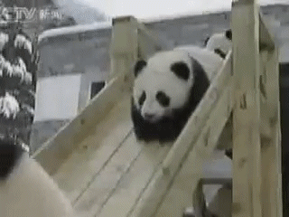 Panda macik-gif