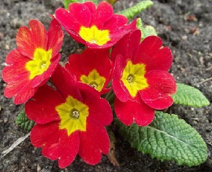 Piros primula